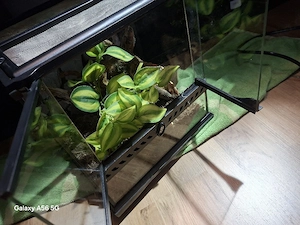 Exo Terrarium 