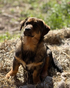 Nanni - kleines Hundekind sucht liebevolles Zuhause  Bild 5