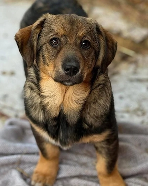 Nanni - kleines Hundekind sucht liebevolles Zuhause  Bild 2