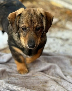 Nanni - kleines Hundekind sucht liebevolles Zuhause  Bild 4