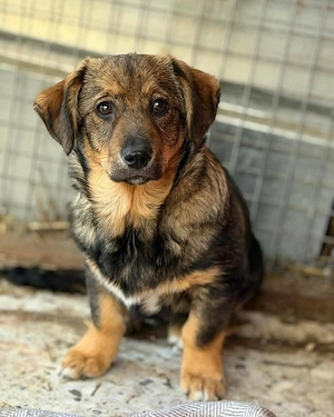 Nanni - kleines Hundekind sucht liebevolles Zuhause  Bild 3