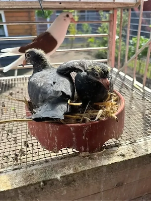 Schwarze Brieftauben 