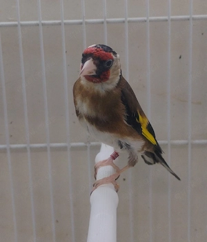 Stieglitz Parva Pärchen 
