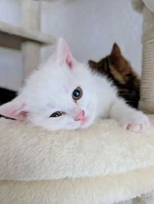 BKH Kitten ab Ende Juni auszugsbereit 