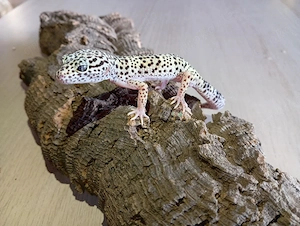 Leopardgecko Mack Snow 0.1