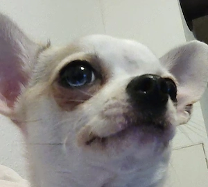 Deckrüde Chihuahua 