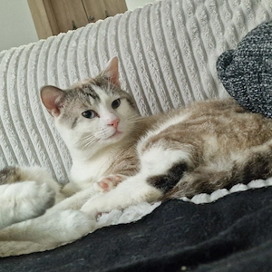 Suchen ein liebevolles  Zuhause  