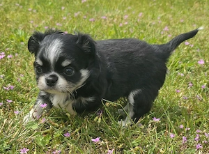 Chihuahua Rüde Urmel sucht zum 6.6 ein heim