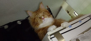 Maincoon kater