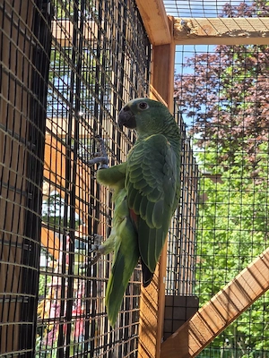 Blaustirn-Amazone