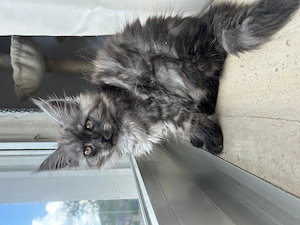 Maine Coon Kitten  