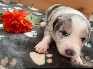 Border Collie Welpen 