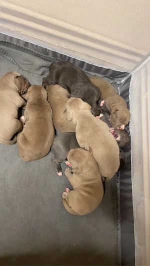 wunderschöne American XL Bully welpen