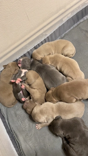 wunderschöne American XL Bully welpen