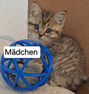 Wir haben 6 süße Britisch Kurzhaar Kätzchen abzugeben, die ein liebevolles Zuhause suchen.   Die Kle