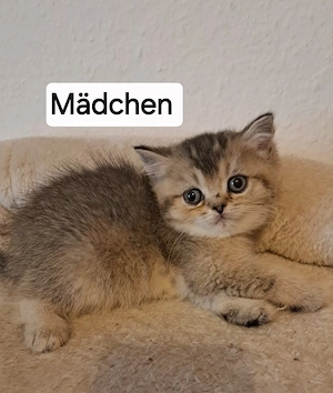 Wir haben 6 süße Britisch Kurzhaar Kätzchen abzugeben, die ein liebevolles Zuhause suchen.   Die Kle