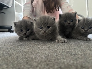 BKH Kitten (Kater)