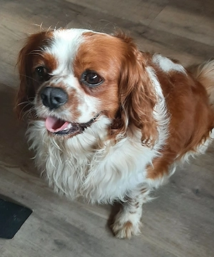 kleiner King Cavalier Louis sucht liebevolles Zuhause