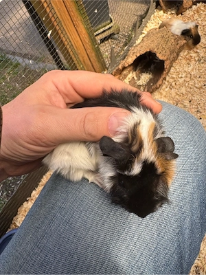 Meerschweinchen zu verkaufen