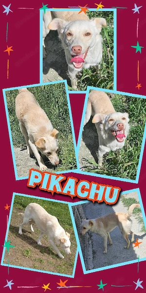 junger, sehr lieber, wunderschöner, offener, freundlicher Rüde "Pikachu" sucht ein Zuhause