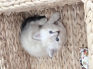 Stahlblaue Augen zum Verlieben - unsere Kitten sind bildhübsch 