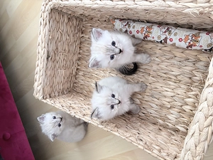 Stahlblaue Augen zum Verlieben - unsere Kitten sind bildhübsch 