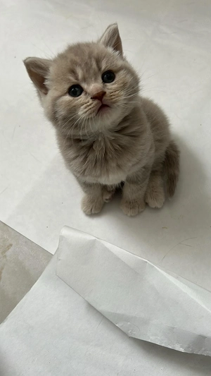 BKH Mischlinge Kitten bald Abgabebereit