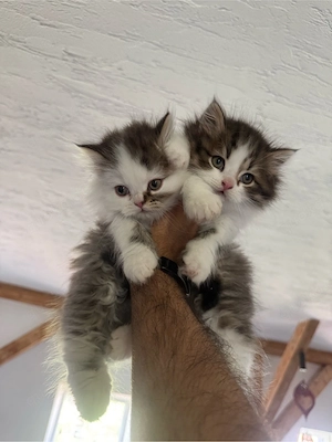 baby katze  Bild 3