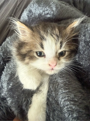 baby katze  Bild 4