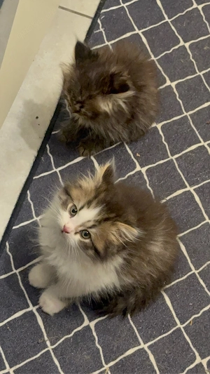 baby katze  Bild 5