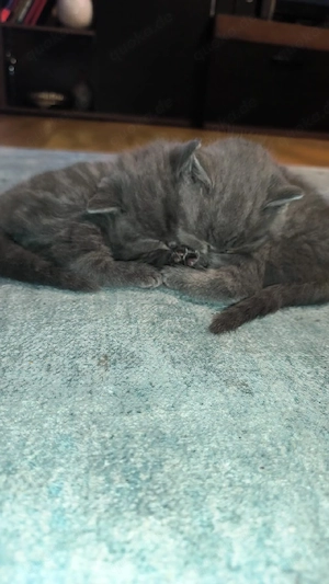 Katzenbabys 