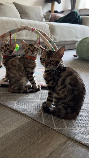 ABGABEBEREIT!!!Reinrassige Bengal Kätzchen suchen ein neues Zuhause Bild 2
