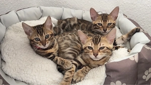 Reinrassige Bengal Kätzchen suchen ein neues Zuhause