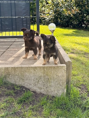 Chihuahua Welpe Bild 6