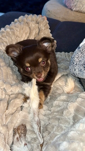 chihuahua Welpe Rüde 