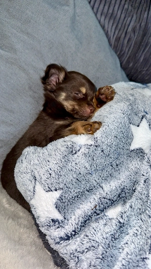 Chihuahua Welpe Bild 8