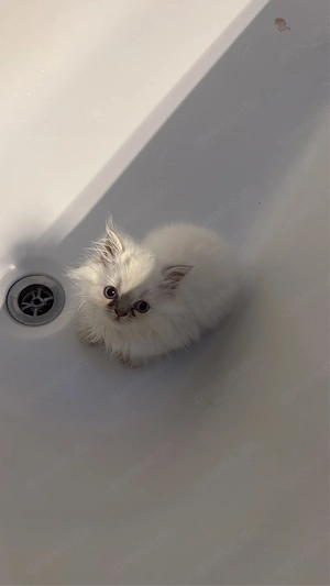 baby katzen 