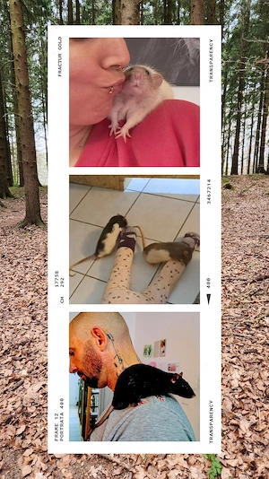 Ratten Babys Farbratten Babys super zahm, kinderlieb und verkuschelt 