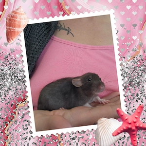 Ratten Babys und ältere absolut kinderlieb und super zahm 