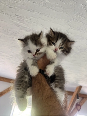 baby katze 