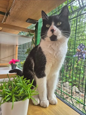 Inimioara (Sweetheart) Sehr freundlicher Maskenkater sucht harmonisches Zuhause Bild 2