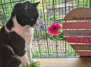 Inimioara (Sweetheart) Sehr freundlicher Maskenkater sucht harmonisches Zuhause Bild 4