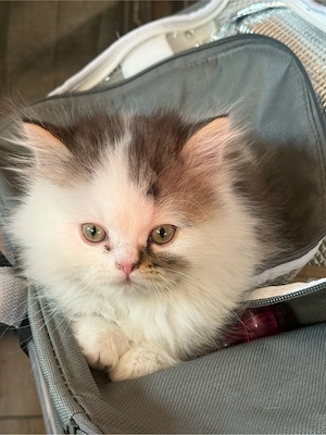 baby katzen 