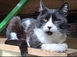 Inimioara (Sweetheart) Sehr freundlicher Maskenkater sucht harmonisches Zuhause Bild 3