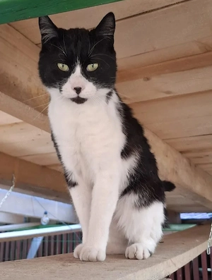 Inimioara (Sweetheart) Sehr freundlicher Maskenkater sucht harmonisches Zuhause