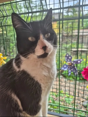 Inimioara (Sweetheart) Sehr freundlicher Maskenkater sucht harmonisches Zuhause Bild 7