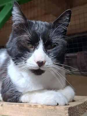 Inimioara (Sweetheart) Sehr freundlicher Maskenkater sucht harmonisches Zuhause Bild 6