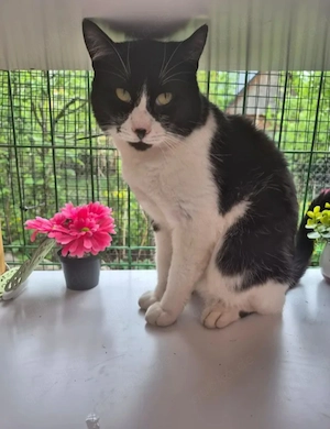 Inimioara (Sweetheart) Sehr freundlicher Maskenkater sucht harmonisches Zuhause Bild 5
