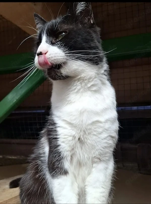 Inimioara (Sweetheart) Sehr freundlicher Maskenkater sucht harmonisches Zuhause Bild 8