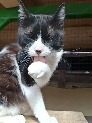 Inimioara (Sweetheart) Sehr freundlicher Maskenkater sucht harmonisches Zuhause Bild 9